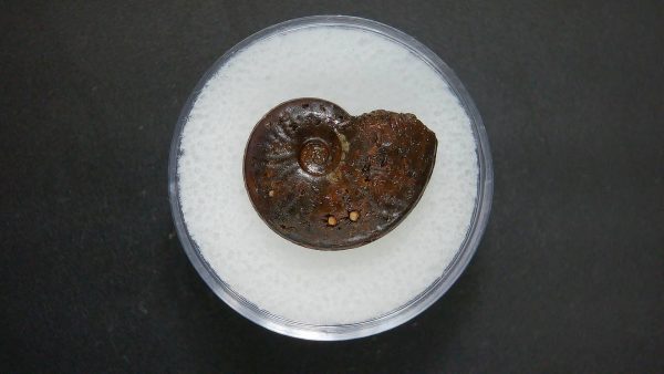 Genuine Jurassic Age Ammonite in Gem Jar Fossil for Sale from France #88