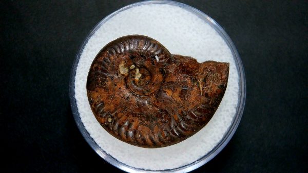 Genuine Jurassic Age Ammonite in Gem Jar Fossil for Sale from France #8a