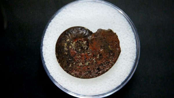 Genuine Jurassic Age Ammonite in Gem Jar Fossil for Sale from France #9