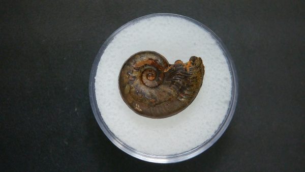 Genuine Jurassic Age Ammonite in Gem Jar Fossil for Sale from France #91