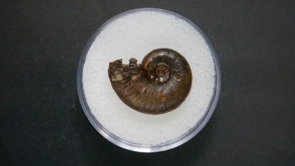 Genuine Jurassic Age Ammonite in Gem Jar Fossil for Sale from France #91a