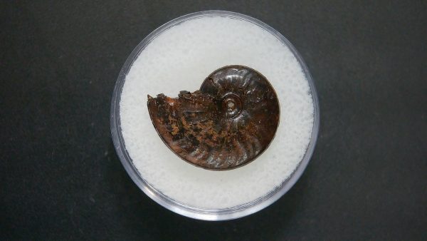 Genuine Jurassic Age Ammonite in Gem Jar Fossil for Sale from France #92a