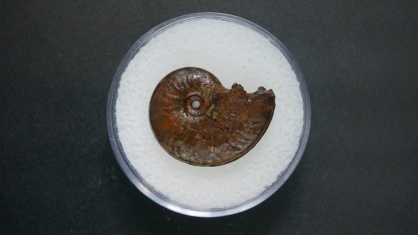 Genuine Jurassic Age Ammonite in Gem Jar Fossil for Sale from France #95