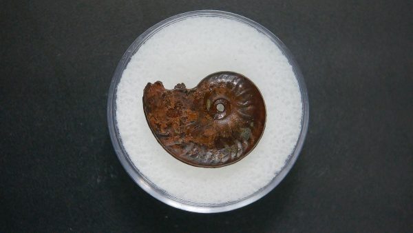 Genuine Jurassic Age Ammonite in Gem Jar Fossil for Sale from France #95a