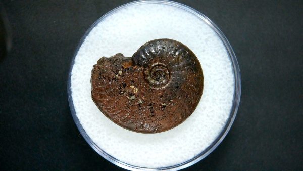 Genuine Jurassic Age Ammonite in Gem Jar Fossil for Sale from France #9a