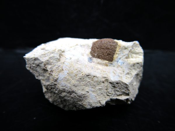 Genuine Eocene Age Fossil Bird Egg Shell From France For Sale #2