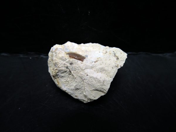 Genuine Eocene Age Fossil Bird Egg Shell From France For Sale #2a