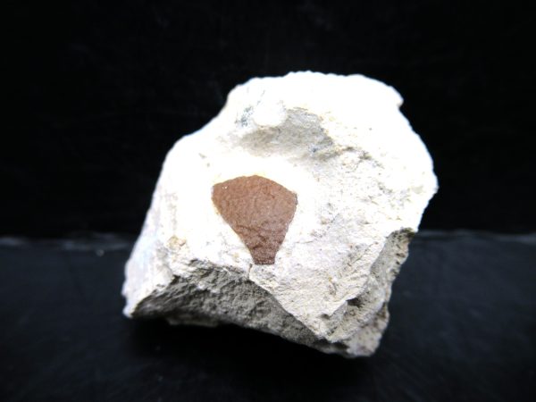 Genuine Eocene Age Fossil Bird Egg Shell From France For Sale #3