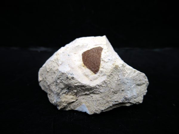 Genuine Eocene Age Fossil Bird Egg Shell From France For Sale #3a