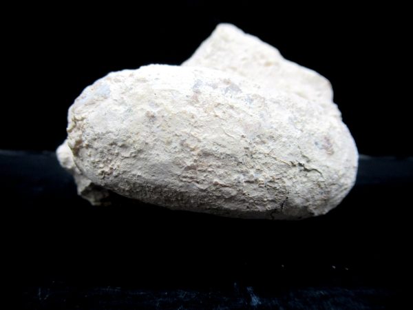 Genuine Eocene Age Fossil Crocodile Egg From France For Sale #47