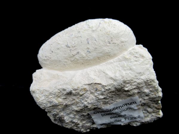 Genuine Eocene Age Fossil Crocodile Egg From France For Sale #47a