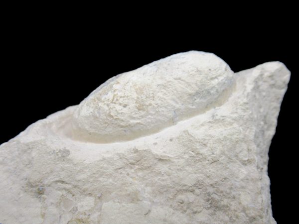 Genuine Eocene Age Fossil Crocodile Egg From France For Sale #49a