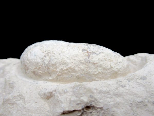 Genuine Eocene Age Fossil Crocodile Egg From France For Sale #49b