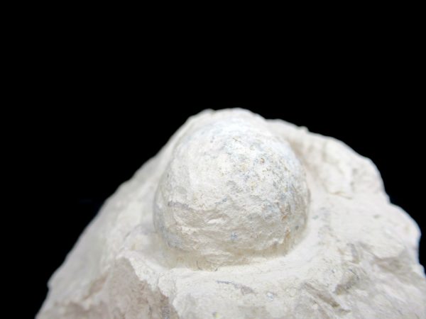 Genuine Eocene Age Fossil Crocodile Egg From France For Sale #49c