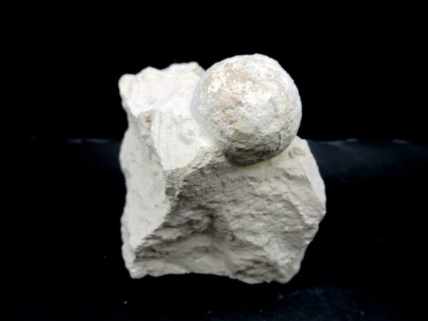 Genuine Eocene Age Fossil Crocodile Egg From France For Sale #50c