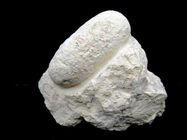 Genuine Eocene Age Fossil Crocodile Egg From France For Sale #52