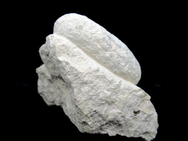 Genuine Eocene Age Fossil Crocodile Egg From France For Sale #52a