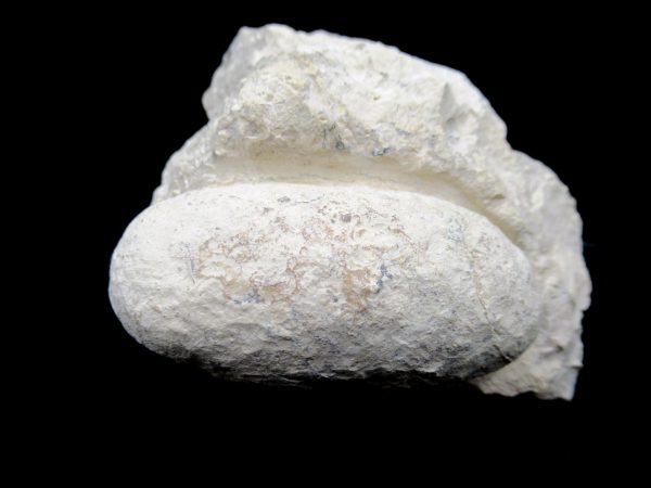 Genuine Eocene Age Fossil Crocodile Egg From France For Sale #52b