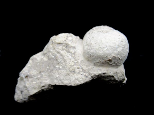 Genuine Eocene Age Fossil Crocodile Egg From France For Sale #52c