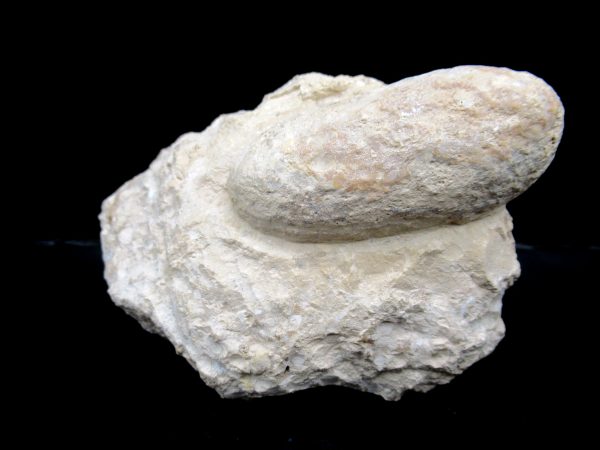 Genuine Eocene Age Fossil Crocodile Egg From France For Sale #53