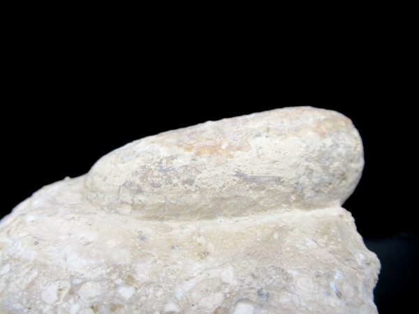 Genuine Eocene Age Fossil Crocodile Egg From France For Sale #53a