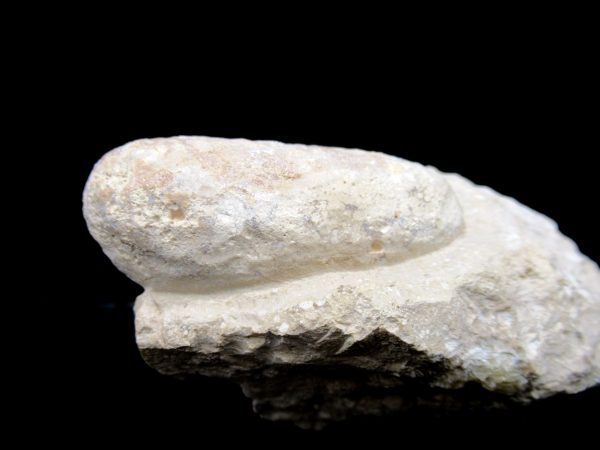 Genuine Eocene Age Fossil Crocodile Egg From France For Sale #53b