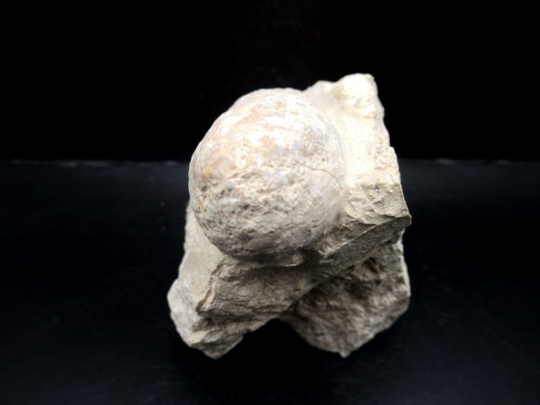 Genuine Eocene Age Fossil Crocodile Egg From France For Sale #53c