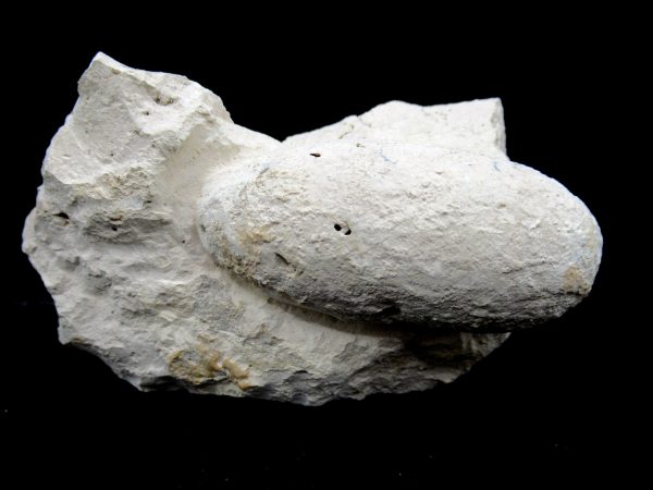 Genuine Eocene Age Fossil Crocodile Egg From France For Sale #54a