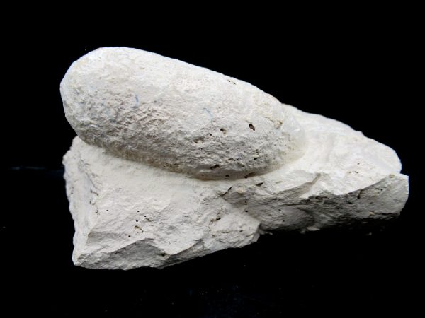 Genuine Eocene Age Fossil Crocodile Egg From France For Sale #54b