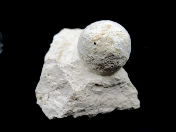 Genuine Eocene Age Fossil Crocodile Egg From France For Sale #54c