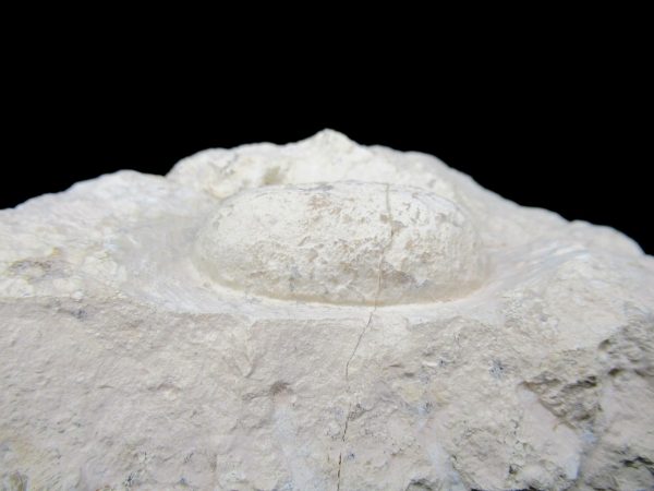 Genuine Eocene Age Fossil Crocodile Egg From France For Sale #55