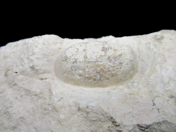 Genuine Eocene Age Fossil Crocodile Egg From France For Sale #55a