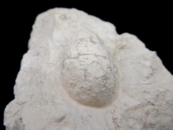 Genuine Eocene Age Fossil Crocodile Egg From France For Sale #55c