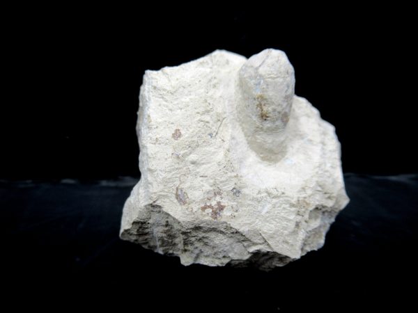 Genuine Eocene Age Fossil Snake Egg From France For Sale #23