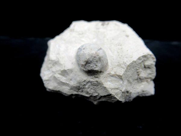 Genuine Eocene Age Fossil Snake Egg From France For Sale #23b