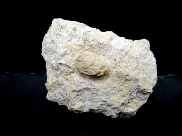 Genuine Eocene Age Fossil Snake Egg From France For Sale #24