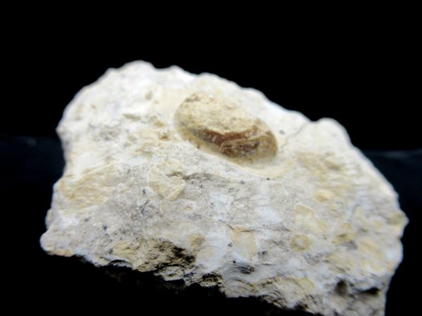 Genuine Eocene Age Fossil Snake Egg From France For Sale #24a