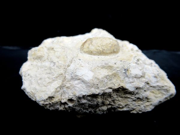 Genuine Eocene Age Fossil Snake Egg From France For Sale #24b