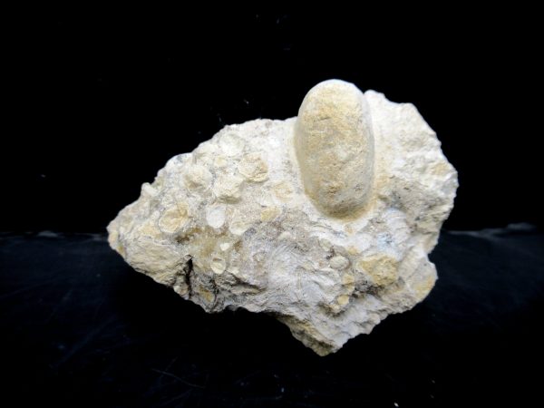 Genuine Eocene Age Fossil Snake Egg From France For Sale #25