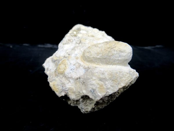 Genuine Eocene Age Fossil Snake Egg From France For Sale #25a