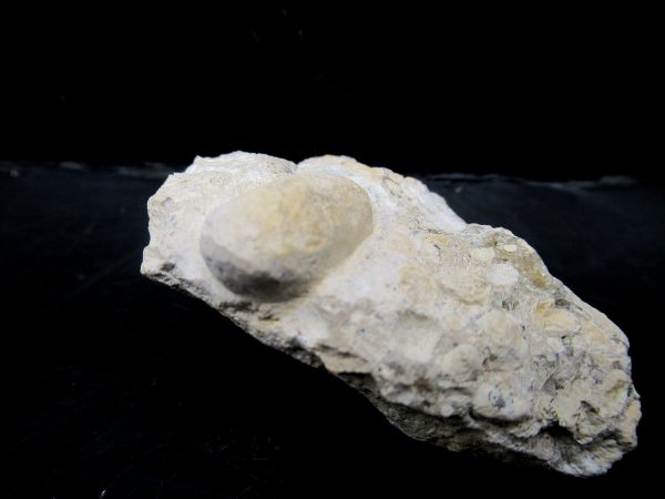 Genuine Eocene Age Fossil Snake Egg From France For Sale #25b