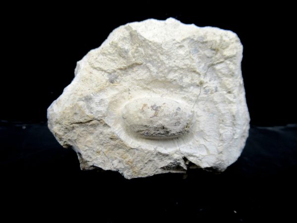 Genuine Eocene Age Fossil Snake Egg From France For Sale #26