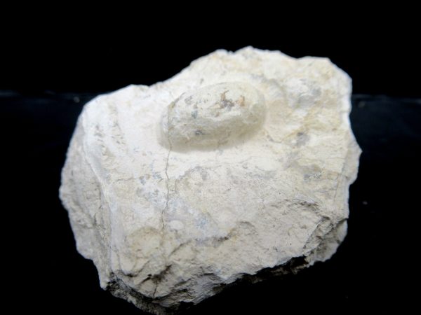 Genuine Eocene Age Fossil Snake Egg From France For Sale #26a