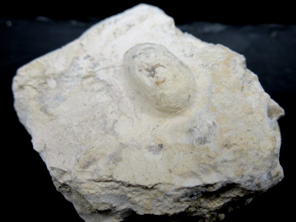 Genuine Eocene Age Fossil Snake Egg From France For Sale #26b