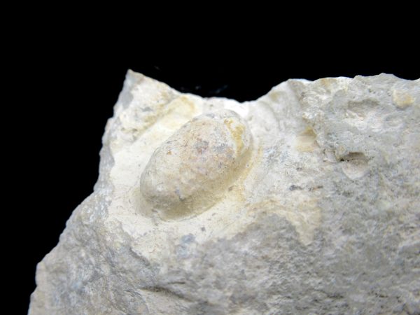 Genuine Eocene Age Fossil Snake Egg From France For Sale #27b