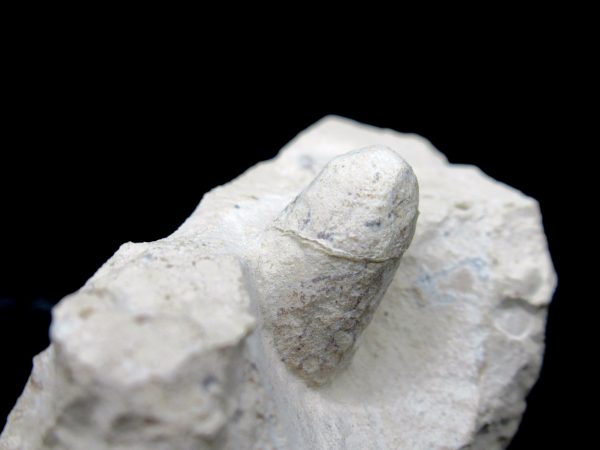 Genuine Eocene Age Fossil Snake Egg From France For Sale #28a