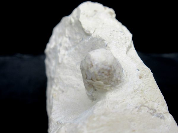 Genuine Eocene Age Fossil Snake Egg From France For Sale #28b