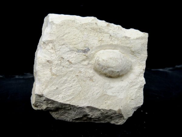 Genuine Eocene Age Fossil Snake Egg From France For Sale #29