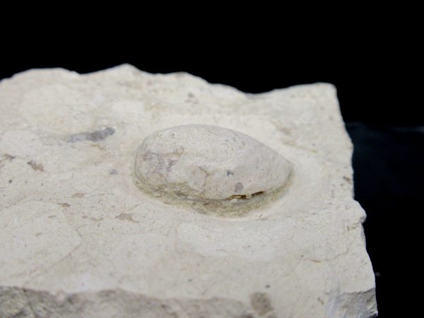 Genuine Eocene Age Fossil Snake Egg From France For Sale #29a