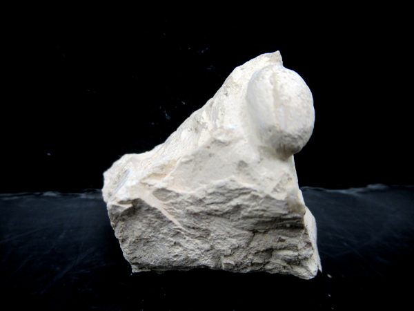 Genuine Eocene Age Fossil Snake Egg From France For Sale #30